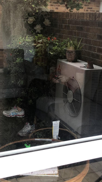 Window reflection turned my mum into a pot-plant-headed transformer