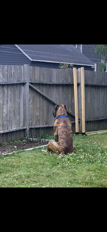 Winnie the Pooh wants to play We moved and neighbours have a dog Unfortunately Kain is too big for smaller pups so he decided just to watch We love him