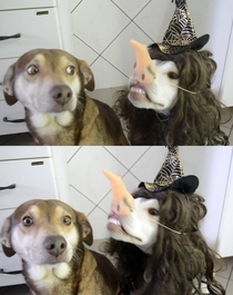 Witch Dog