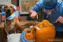 With My Dog Around Carving Pumpkins Is A Real Operation