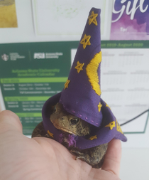 Wizard frogggg