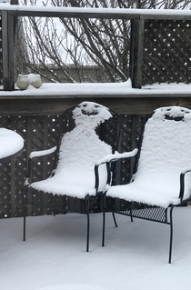 Woke up to these two sharing a laugh on my patio