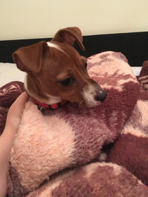 Woke up to this She ripped the blanket and got her head stuck