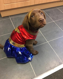 Wonder Pup here at your service
