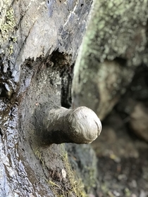 Wood-Pecker