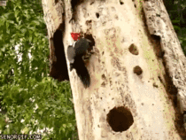Woodpecker Gets a Surprise