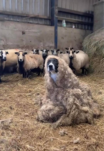 Woof in sheeps clothing