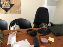 Working from home but new coworkers are making it hard Cant wait for their purrformance review