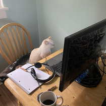 Working From Home with Mr McGibbles