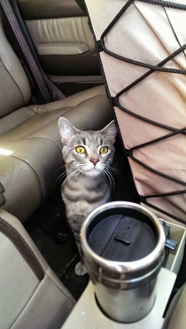 Working on my car in the driveway and I hear noise in the backseat I do not own a cat