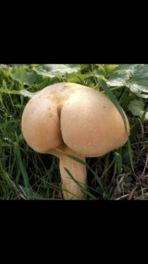 Wow thats one thicc mushroom