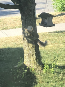 Wtf how did the squirrel get that toast