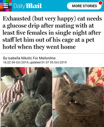 Xiaopi is a mad cat