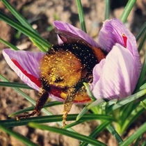 Xpost from rpics raww with better title Bee passed out drunk after pollen-party