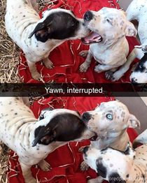 Yawn interrupted