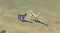 YEAH BUT WHAT COLOR ARE THE GOD DAMN LLAMAS