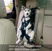 Yep you can bet were going to the vet