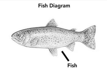 Yes of course a detailed diagram of fish