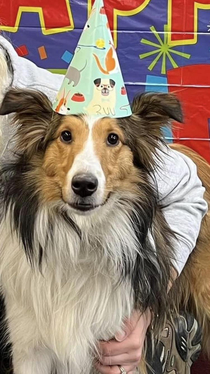 Yesterday was Majimas st birthday and the Doggie daycare we bring him to took a nice picture of him