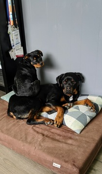 Yo Dawg I heard you like Rottweilers so I put a rottie on your rottie