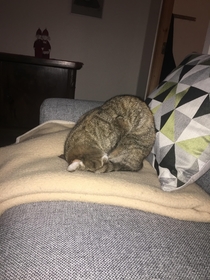 Yo why the fuck does my cat sleep like this