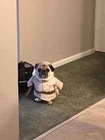 Yoda waiting for trick or treaters