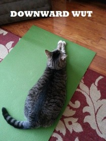 Yoga kitteh