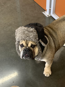 Yogi the lumberjack bulldog
