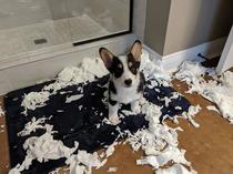 Yoshi found the toilet paper this morning