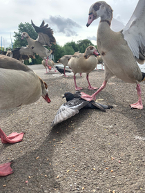 You came to the wrong pond motherfucker