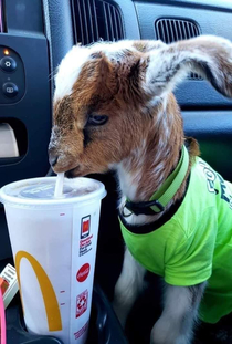 You goat to be kidding me
