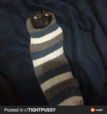 You have been visited by sock Kitten make your wish in the comments