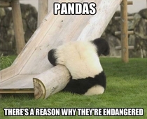You just got to love pandas for all the stupid things they do