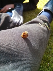 You know summer is coming when bees start having sex on your leg