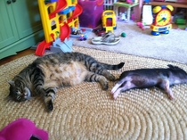 You know your cat is fat when your pig looks thin next to it