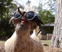 You may be cool but youll never be chicken wearing glasses cool