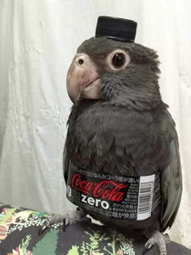 You really gonna scroll down without saying bonjour