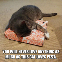 You will never love anything as much as this cat loves pizza