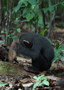 Young chimpanzee tries to crack a nut