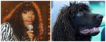 Young Rick James looks like an Irish Water Spaniel