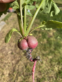 Your buttato has nothing on my imma Beet dat ass