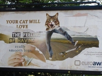 Your cat will love