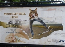 Your cat will love