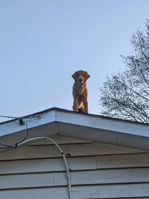 Youve heard of Elf on a Shelf now get ready for Woof on a Roof Coming this winter to a gable near you