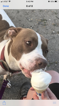 Yup beware of a vicious pibble attacking ice cream 