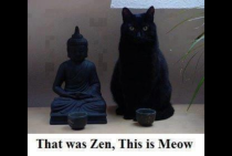 Zen cat on enlightenment