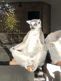 Zen lemur
