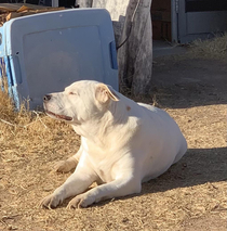 Zen Puppy