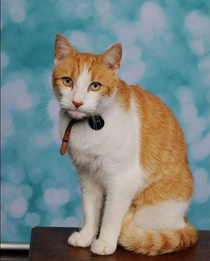 Ziggy the Cat Sneaks into School Gets His Class Photo Taken  And Portrait Packet is Sent Home to Mom