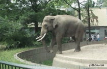 Zoo Elephant sprays mud on visitor